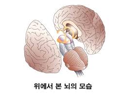 간호학과 뇌구조기능 해부생리학 신경계:대뇌반구 대뇌영역