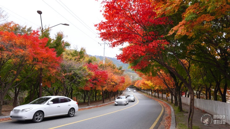  대구 팔공산 단풍 드라이브 2020  순환도로 지금이 딱