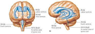 대뇌구조 6가지영역 역할손상 대뇌피질:신경계요약 간호국가고시