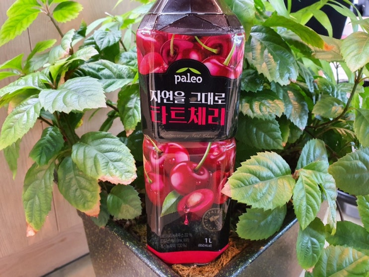  타트체리 효능 자세히 살펴보고 챙겨요!