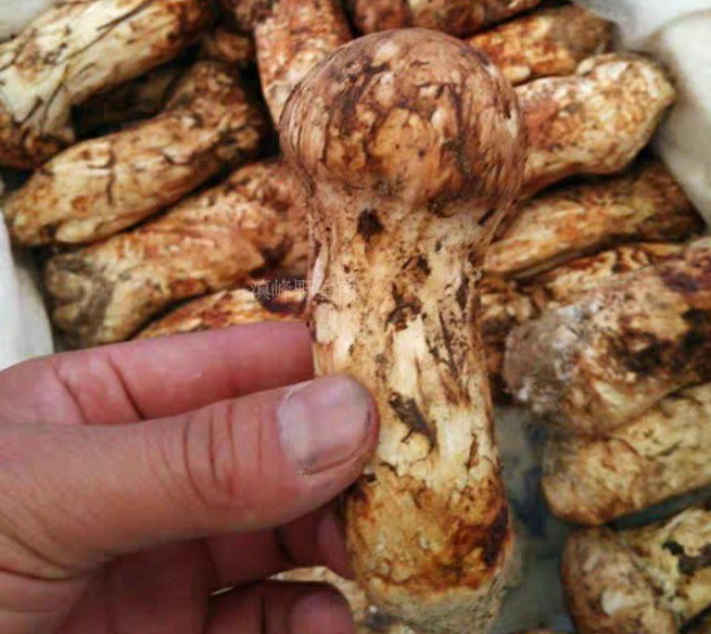  산지직송! 최저가확인! 고급 자연산 송이버섯 1kg