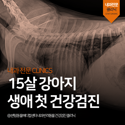  [강아지전문진료] 15살 강아지 생애 첫 건강검진 (믿고 맡기는 동물병원, 센텀동물메디컬센터)