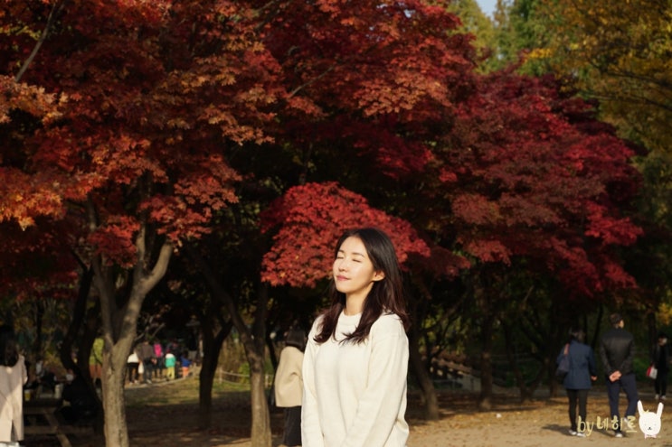 11월의 서울숲 늦가을 단풍 절정