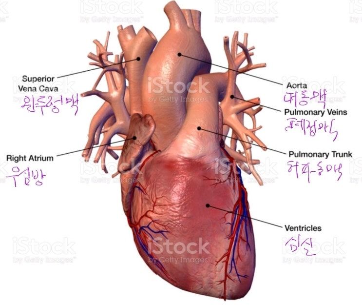  혈관 나이 자가진단법; 혈관 나이 체크리스트