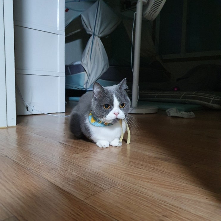  고양이 집사, 주인냥이를 소개합니다(feat.먼치킨고양이)