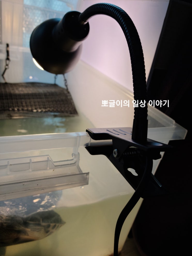  내돈내산)거북이 일광욕을 위한 스파크주 자바라 집게 uvb소켓구매했어요.