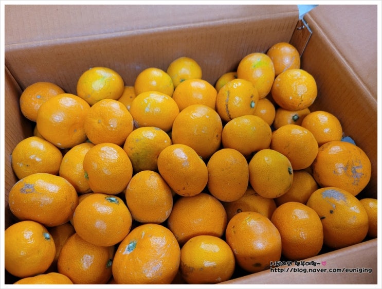  제주 감귤5kg,10kg 산지직송받기 by 제주감귤중문농장
