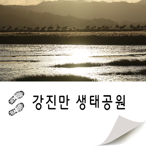  힐링이 있는 갈대 명소 강진만 생태공원