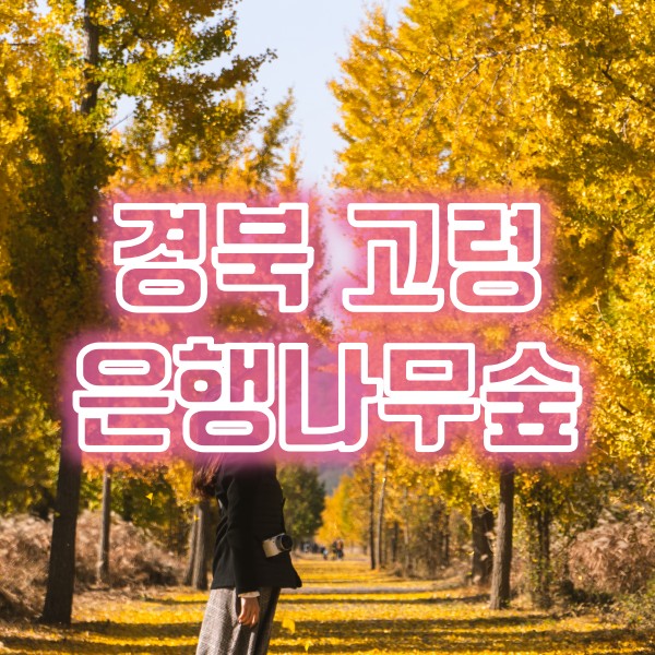 은행나무숲이 아름다운 경북 고령 다산문화공원 은행나무캠핑장