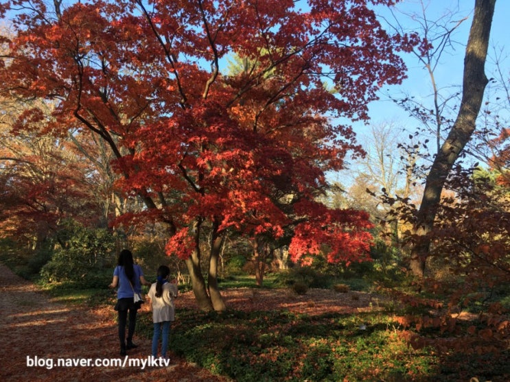 가을 소풍: 뉴욕 롱아일랜드 단풍구경:  Planting Fields Arboretum