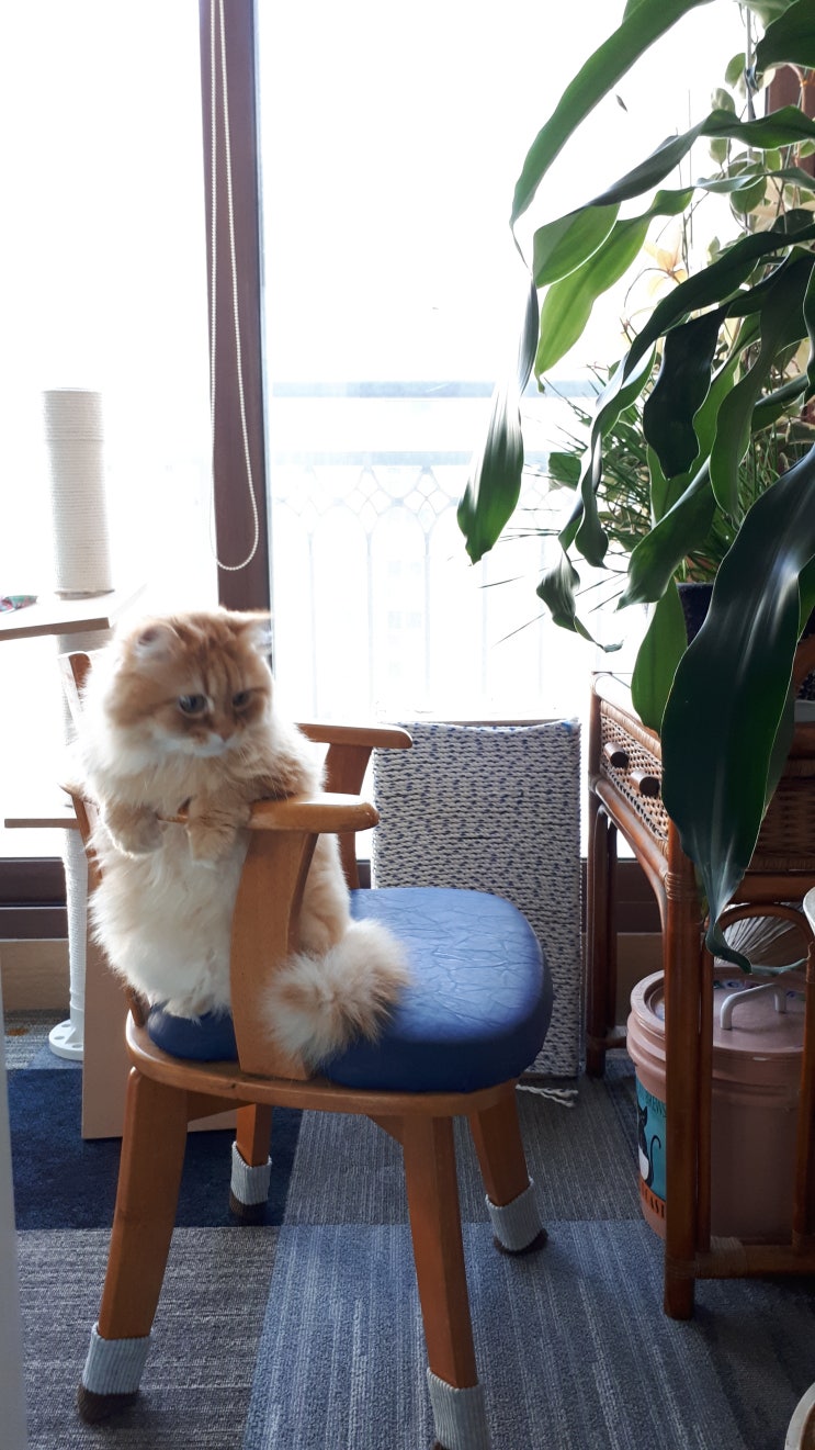  우리집  고양이 자랑/귀연 울집  막둥이  미호 !!!