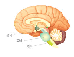  간호학과 중뇌소뇌 변연계연수 구조기능정리:신경계공부 간호문헌고찰