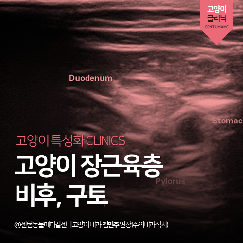  [고양이전문진료] 7살 고양이 장근육층 비후, 구토 (우리아이처럼 케어하는 동물병원)