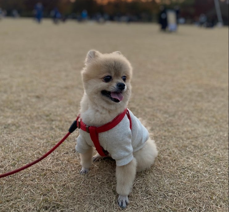 유기견입양. 포메라니안 또또의 가족이 되어주세요. 외모만 보지 마시고 단점 꼭 읽어주세요