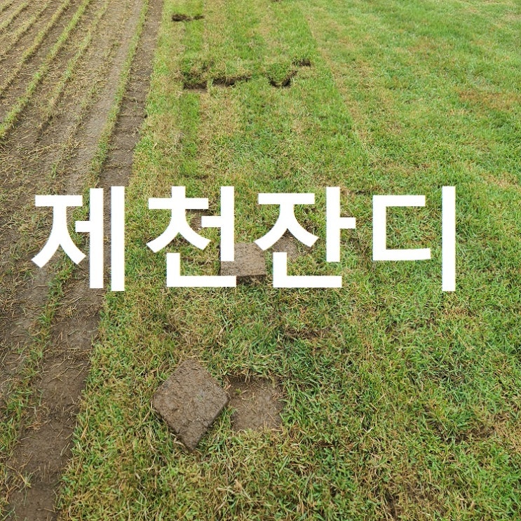  자연치유 도시 제천 잔디 보냈어요