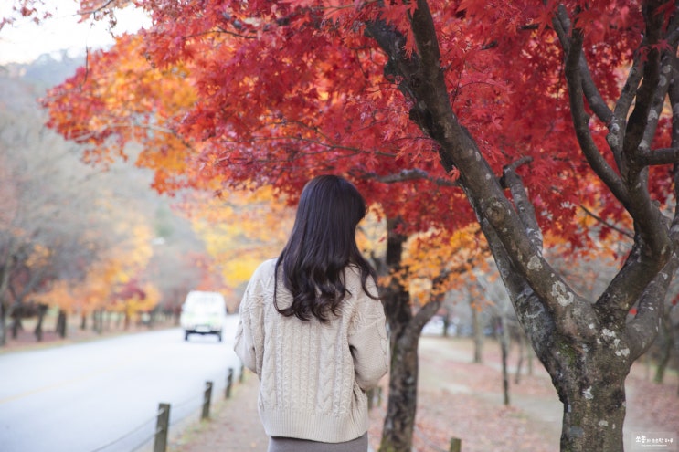 내장산 단풍시기와 케이블카 어제 다녀온 찐후기