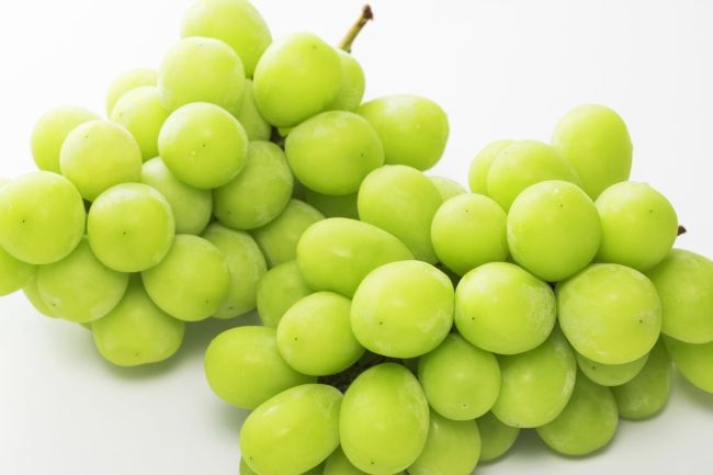  강아지 샤인머스켓 먹어도 될까요? 강아지 포도