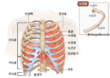  갈비뼈 금갔을때 증상 및 치료방법