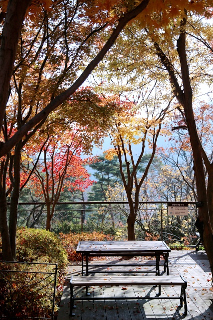  수도권 단풍 - 우리엄마랑 화담숲 생생 후기