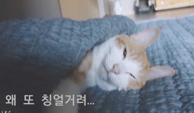 고양이 사진 대방출(젤리편)