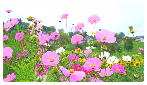  성경 말씀 구절/슬기로운 다섯 처녀는 어떻게 신랑을 맞이할까요