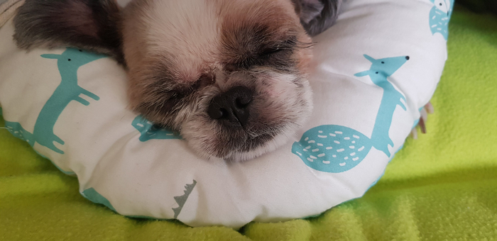  강아지겨울철피부가약해져요