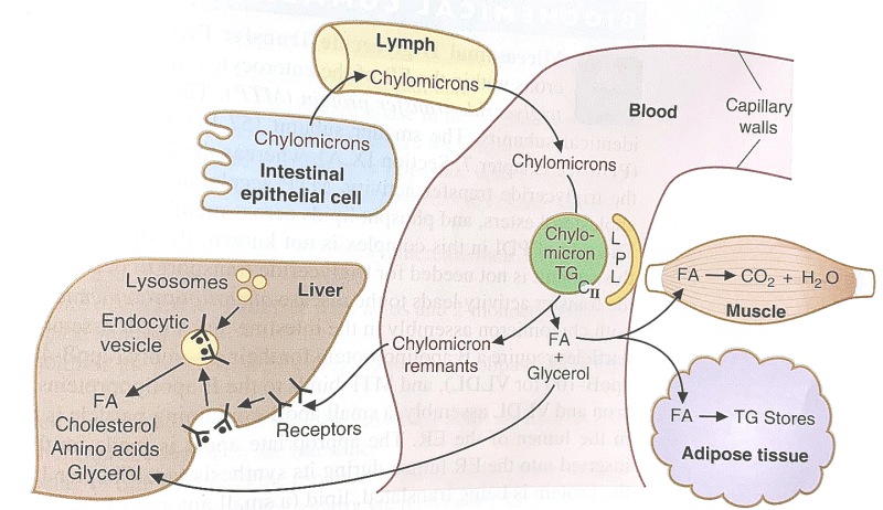 Biochemistry 생화학 - 지질의 대사 lipid metabolism (3) 혈중 지질의 운반과 킬로미크론 fate of ...
