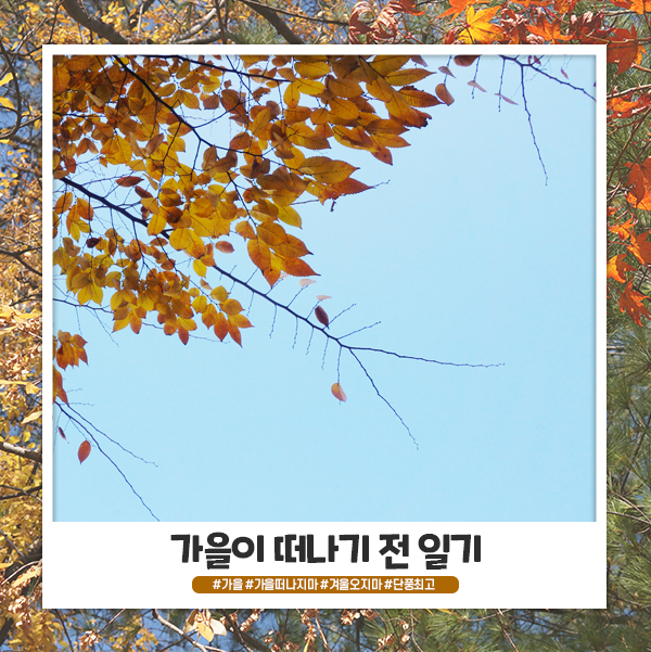 가을 떠나기 전 일상 기록 가을 떠나기 전 일상 기록