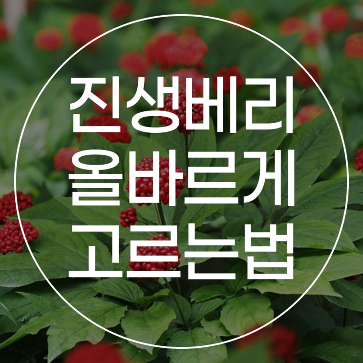  진생베리 제품, 어떻게 골라야 할까요? 올바른 진생베리 고르는 법