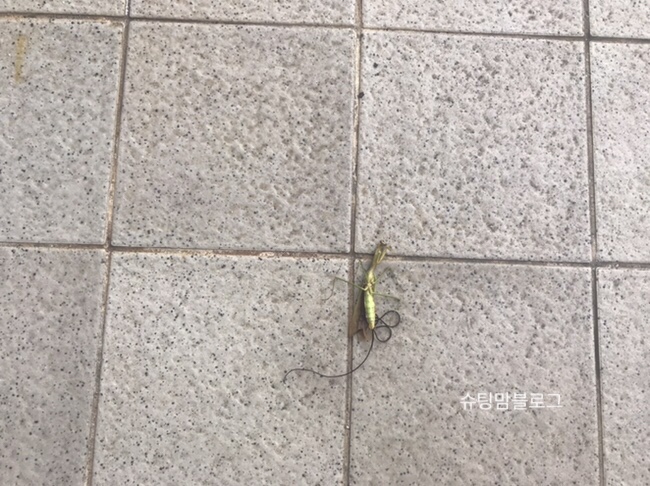  사마귀 연가시 물이 없는곳에서 빠져나왔을때