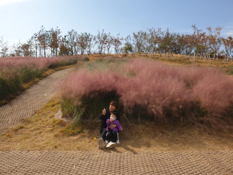  경산 아이랑 가볼만한 곳 자연마당 : 억새밭과 핑크뮬리까지 숨은 명소!
