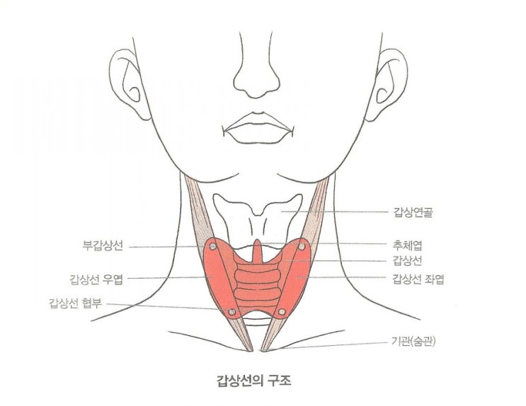  갑상선 대표적 질환/「갑상선기능저하증」과 「갑상선기증항진증」 설명서
