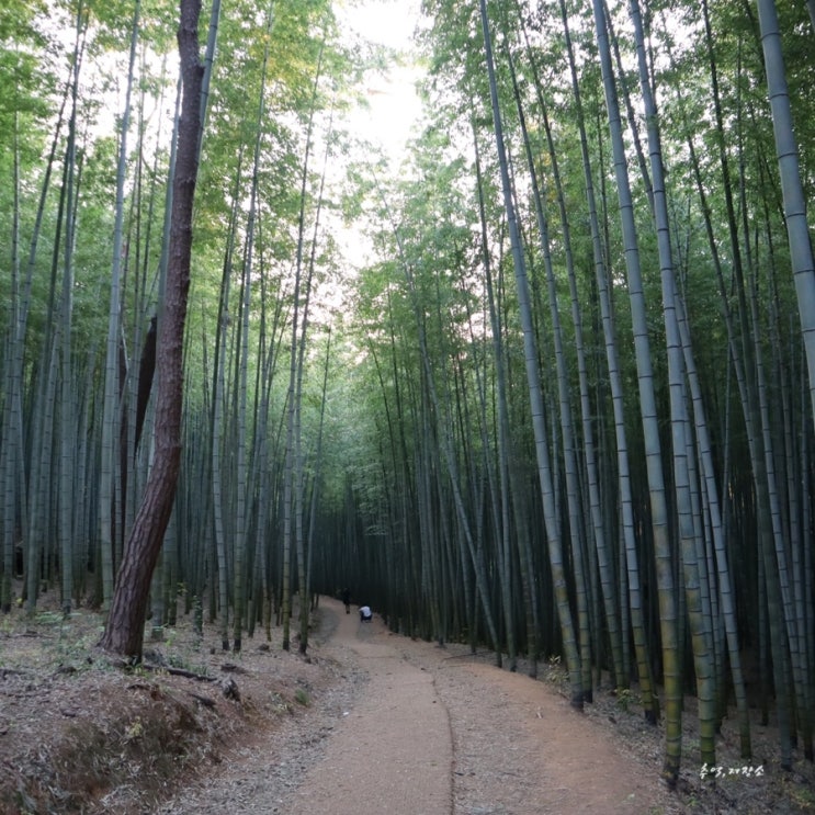 부산 기장 가볼 만한 곳, 산책하기 좋은 아홉산숲