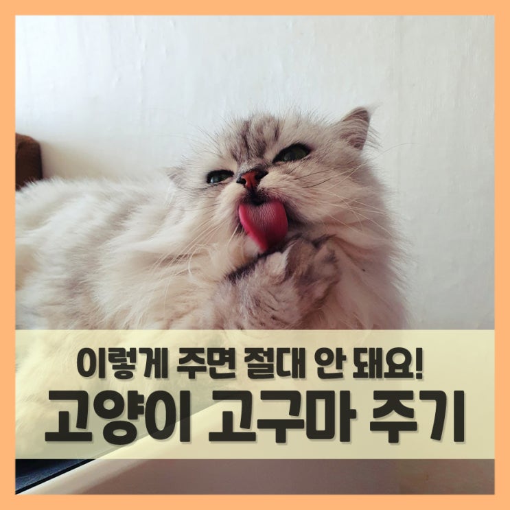 고양이 고구마 급여, 이것만은 주의하세요