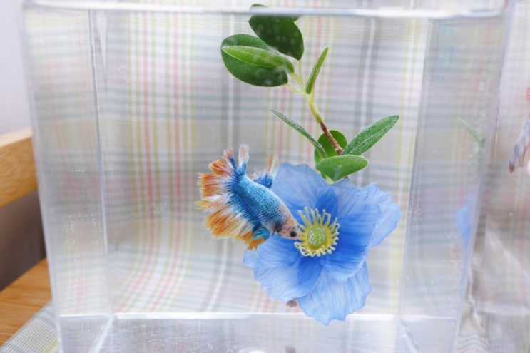[인조수초] 베타물고기 침대 : 파란 꽃, 분홍 꽃