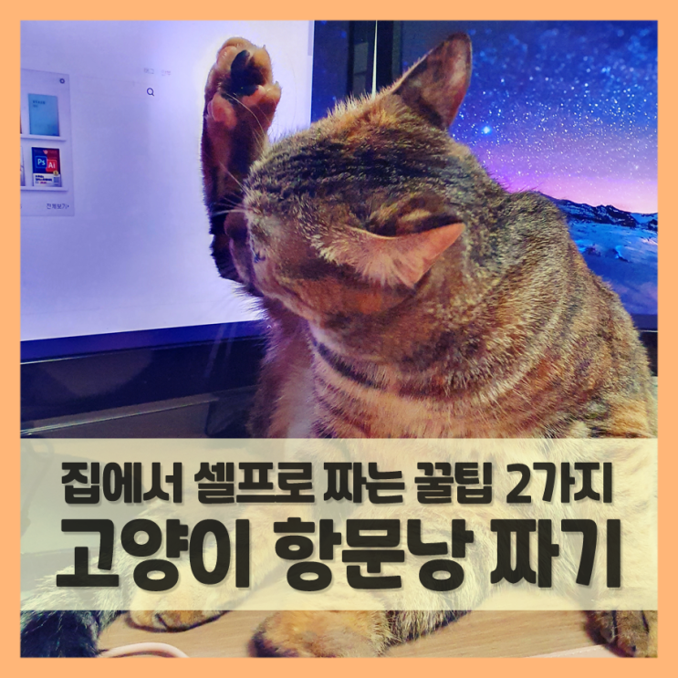  고양이 항문낭 짜기 성공한 2가지 방법