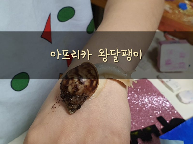 [달팽이 키우기]아프리카 왕달팽이 분양받았어요