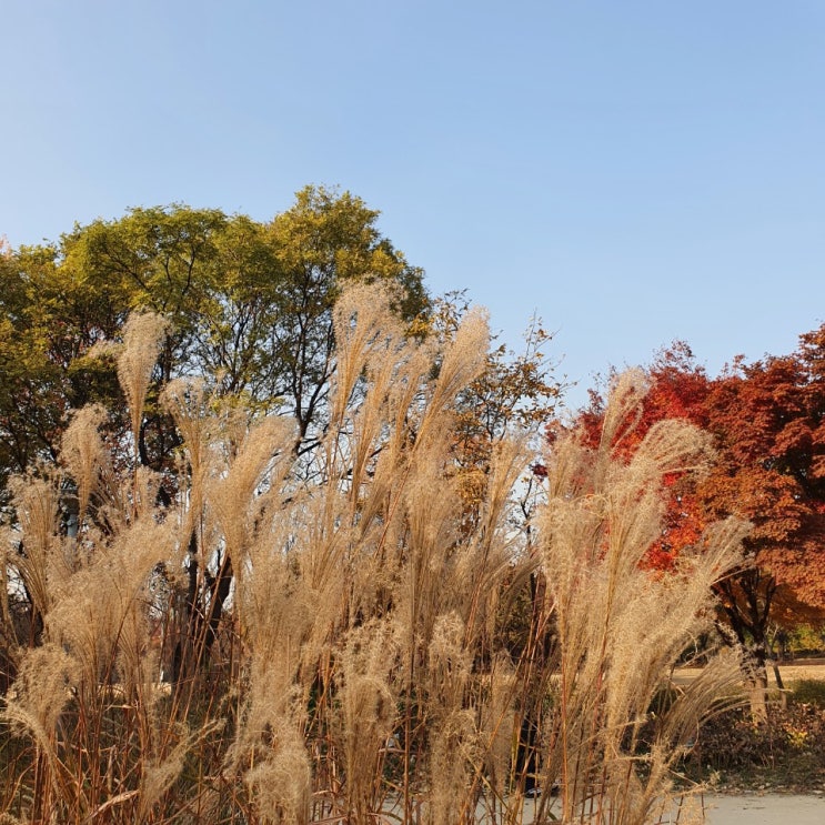  20201112하루기록 : 서울숲과 뚝섬역 쭈꾸미 바다화원(쭈소반)