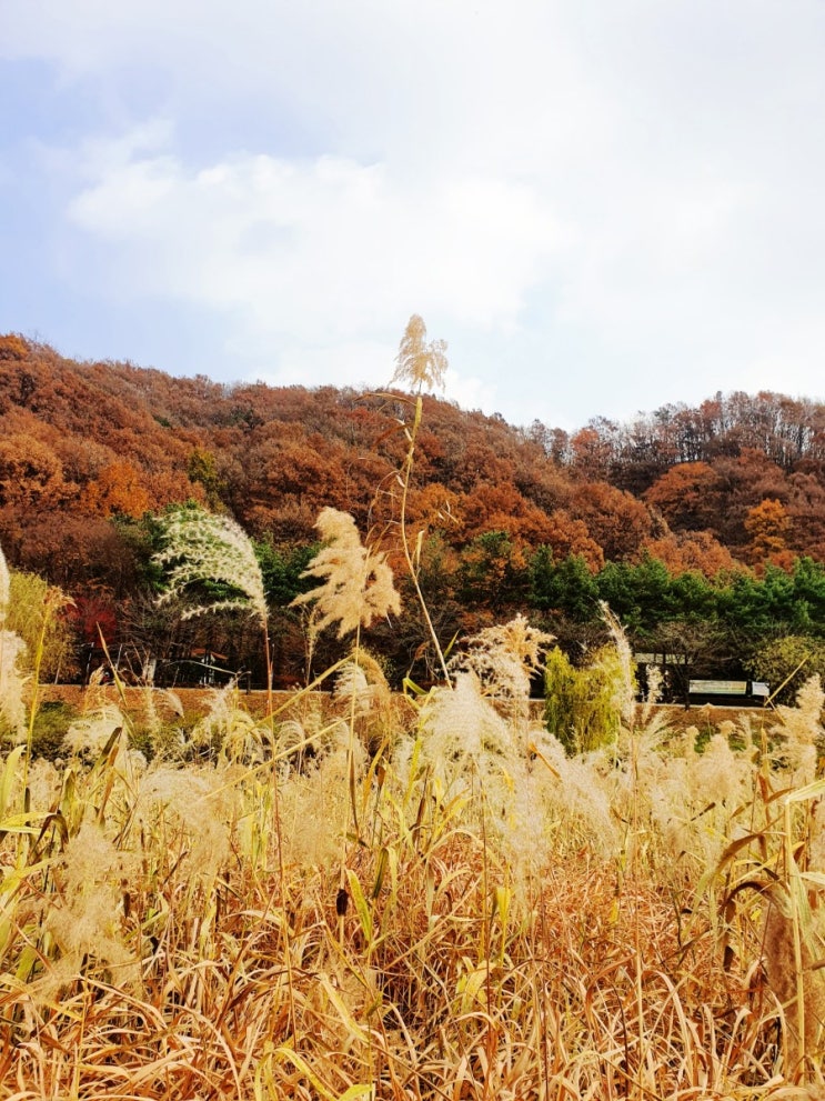  가을산책(성복천~탄천) 가을 시,가을을 맘껏 느껴보세요