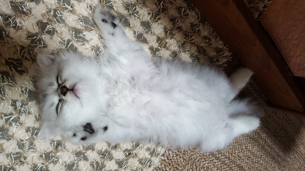  고양이 숨소리와 호흡수 알아보기