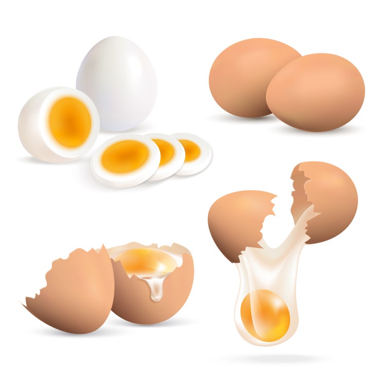 강아지 계란 흰자, 노른자 먹이는 방법과 계란 껍질 먹어도 되나요?