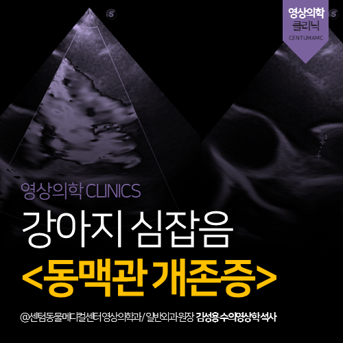  [심장전문진료] 강아지 심잡음 <동맥관 개존증, PDA> (진단에서 수술까지 분과 동물병원)