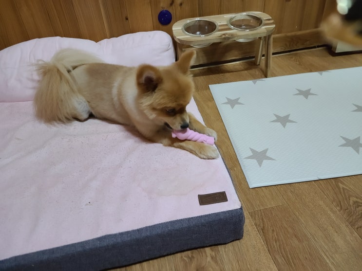 강아지장난감 그러라고 준게 아닐텐데?