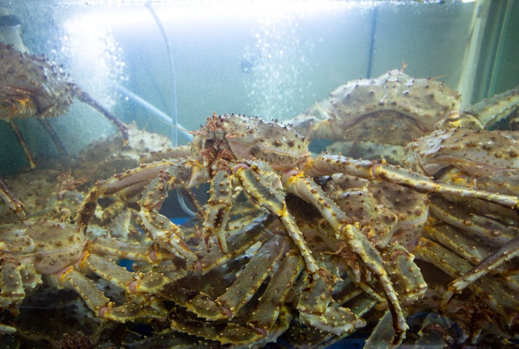  노량진수산시장꽃게, 노량진수산시장맛집[대신수산]