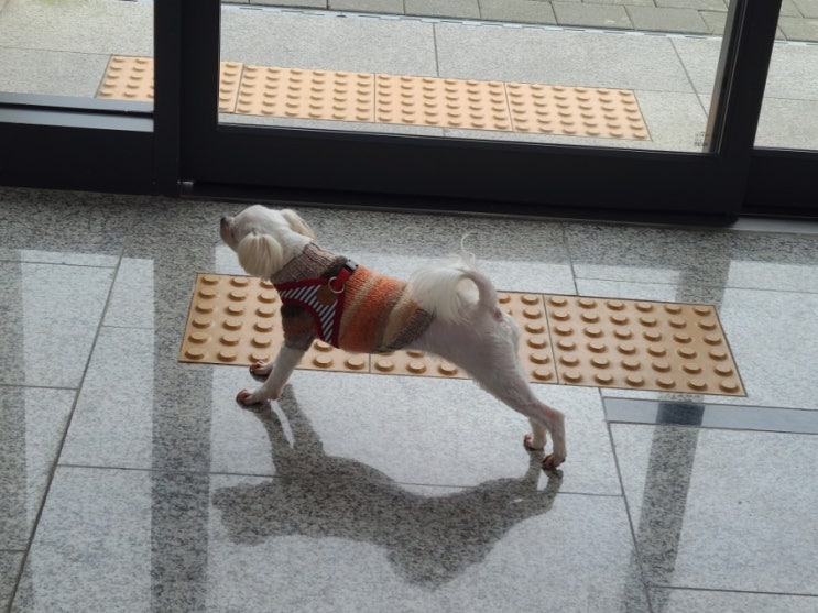  계단에서 느린 엄마를 기다려요