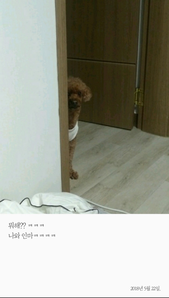  세줄일기 (펫로스일기)