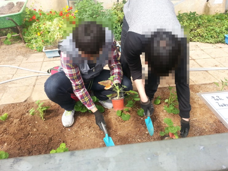  아주심기(정식) 작업 수업: 온실 편