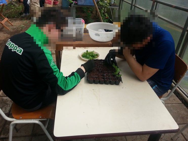  꺾꽂이(삽목) 작업 수업