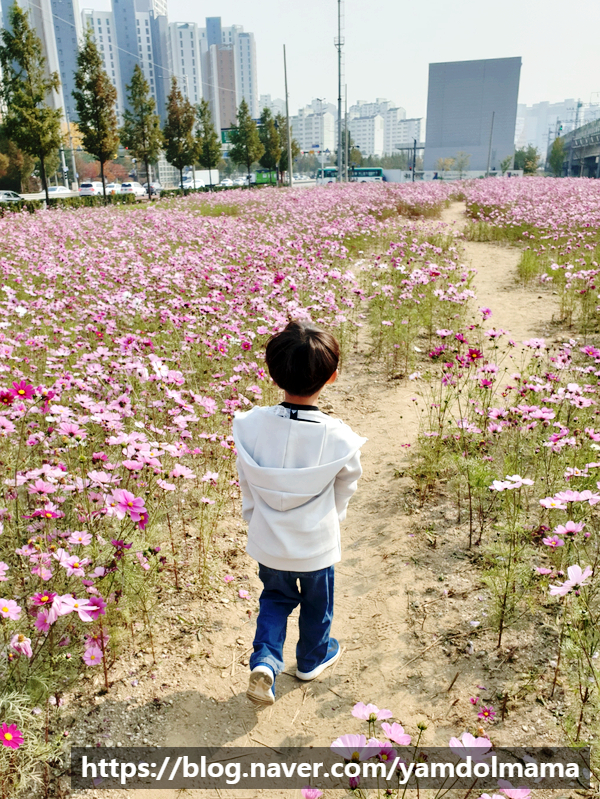 오산코스모스 가을을 한껏 느껴보기