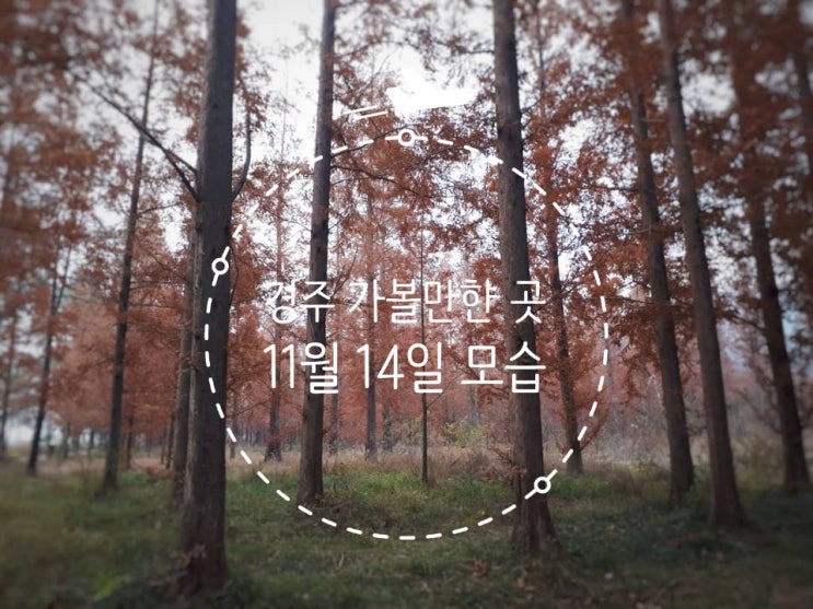  경주 산림환경연구원, 통일전 은행나무길, 서출지 11월 14일 모습